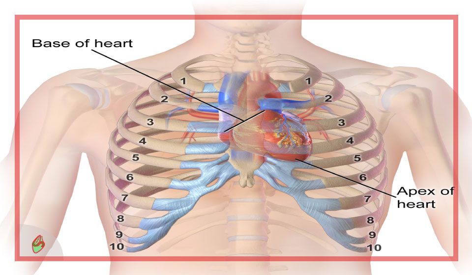 اين يقع قلب الانسان