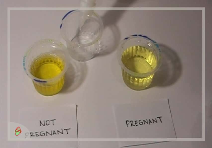 اختبار الحمل المنزلي بالخل