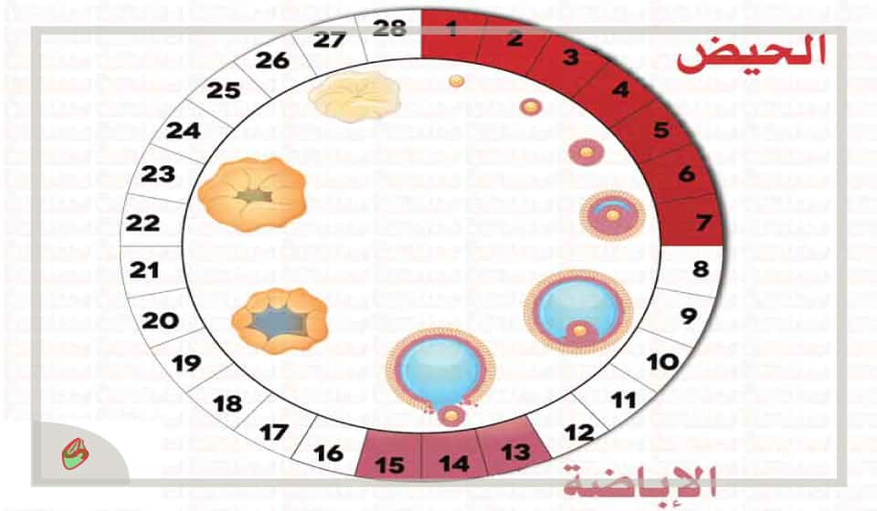 ايام الحمل بعد الدورة