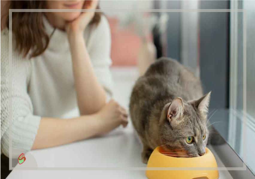 علاج حساسية الجلد من القطط